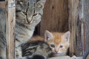 Vicino alla mamma mi sento al sicuro