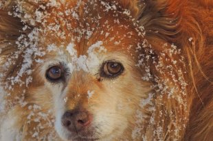 BÄRELE - unser Haus-und Hofhund hat im Schnee seinen Knochen wiedergefunden