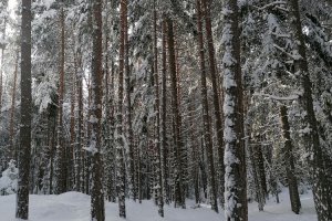 Nicht überall haben die Bäume dem Schnee die Stirn geboten