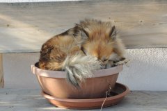 Eine Knospe hat sich gebildet