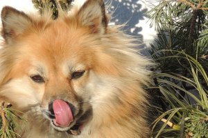 Eine Blüte hat sich gebildet! Flock-Opsis