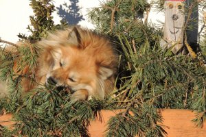 Auch der beste Wachhund muß einmal schlafen