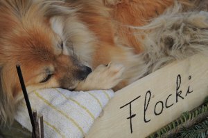 Geschafft: Auch wir Hunde haben Köpfchen!